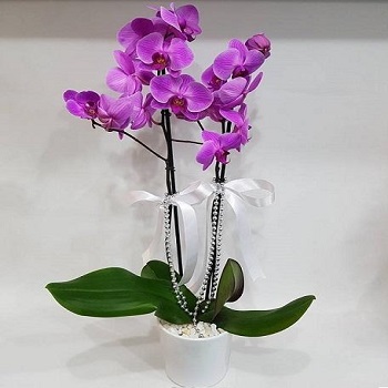 Mor Orkide